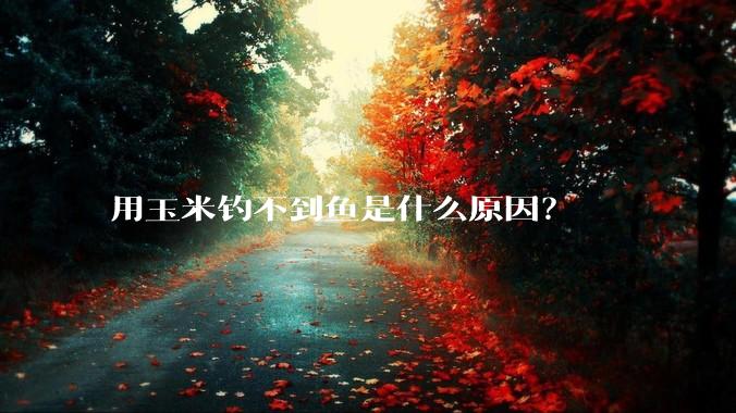 用玉米钓不到鱼是什么原因？